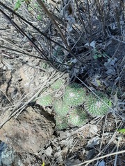 Mammillaria compressa compressa