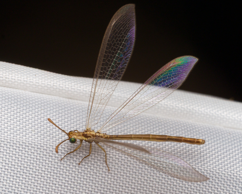 Myrmeleon (Myrmeleon) pallidus
