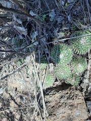 Mammillaria compressa compressa