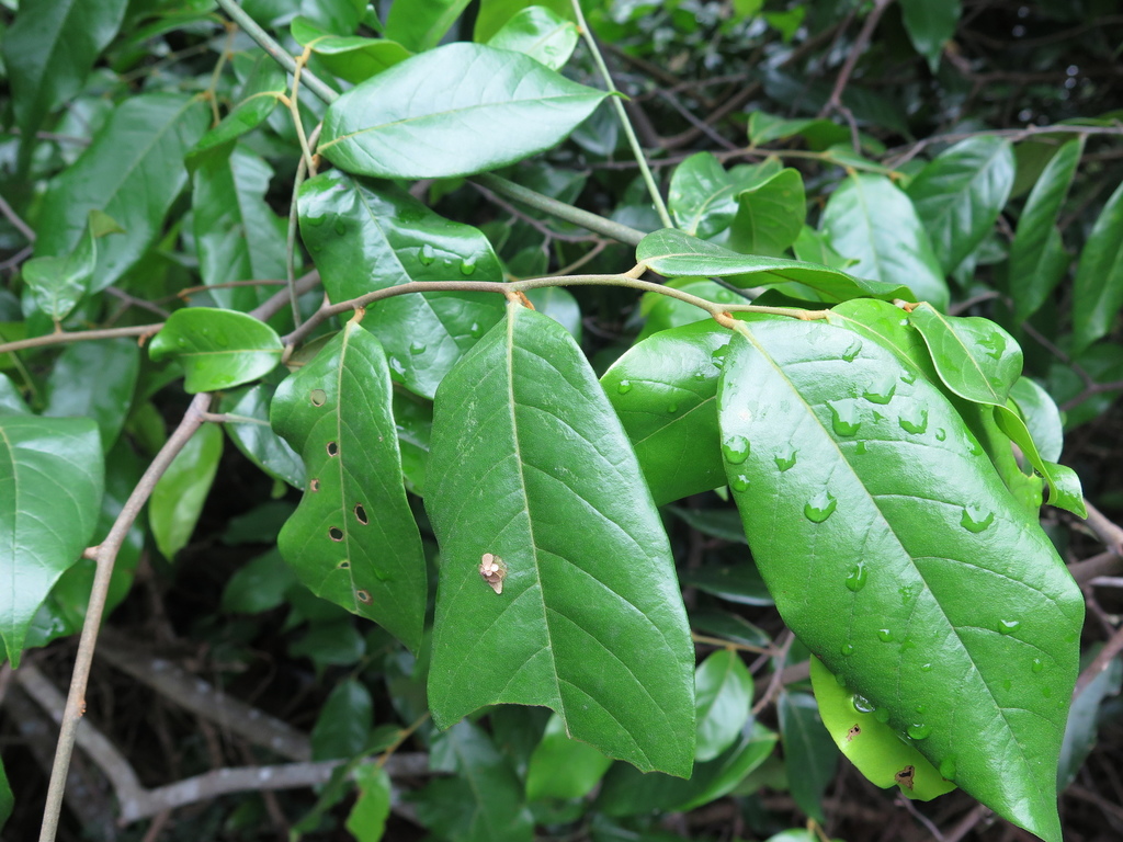 Uvaria calamistrata