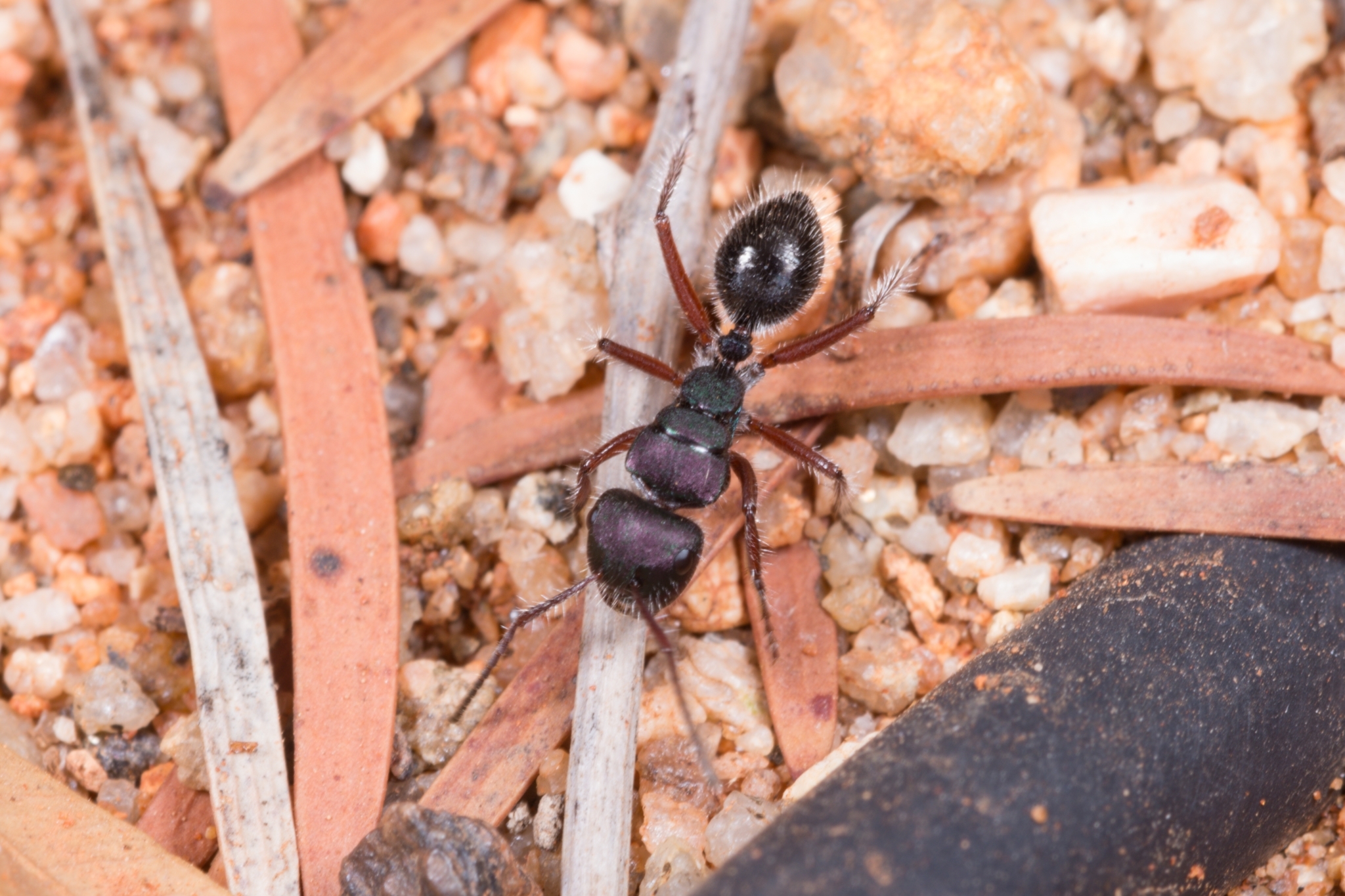 Calomyrmex splendidus mutans