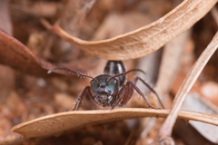 Calomyrmex splendidus mutans