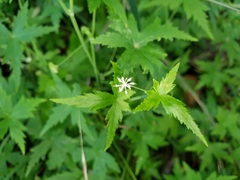 Hydrocotyle geraniifolia