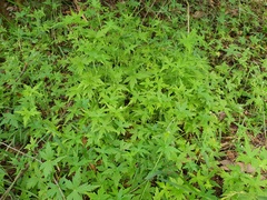 Hydrocotyle geraniifolia