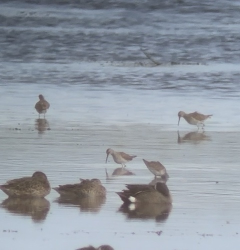 Stilt Sandpiper (Calidris himantopus), photo 5