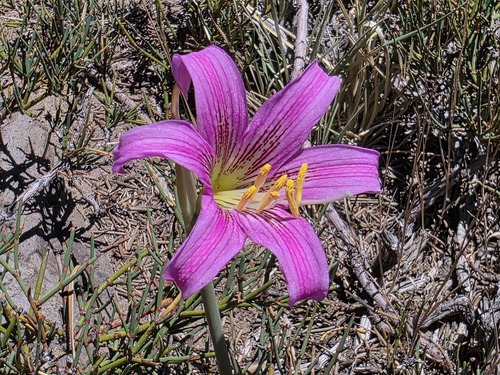 Rhodolirium montanum, photograph 3