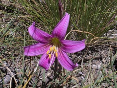 Rhodolirium montanum, photograph Cesar Ormazabal, CC BY, iNaturalist via GBIF