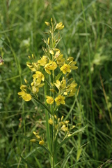 Lysimachia davurica