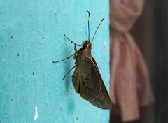 Carystoides abrahami