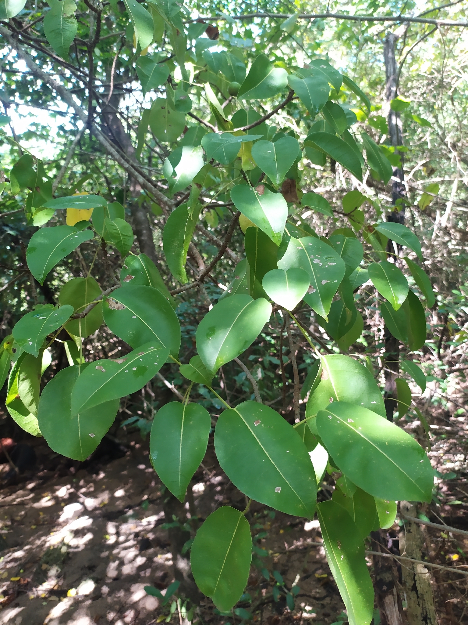 Manzanillo de la muerte