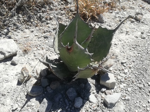 Agave potatorum