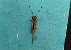 Carystoides abrahami