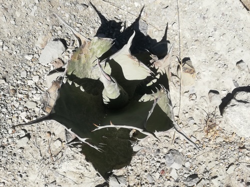Agave potatorum