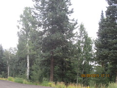 Pseudotsuga menziesii