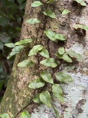 Microgramma piloselloides, photograph (c) chrisdt, some rights reserved (CC BY)