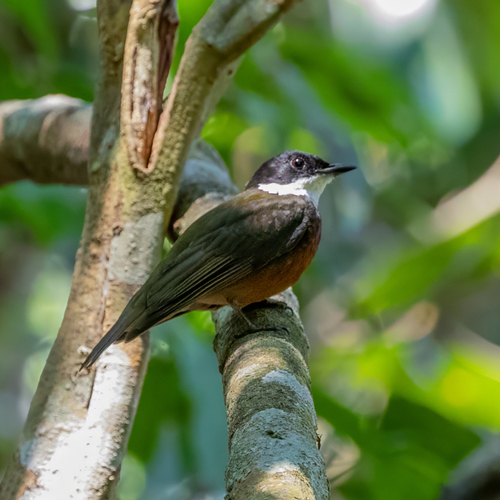 Flame-crested Manakin (Heterocercus linteatus), photo 7