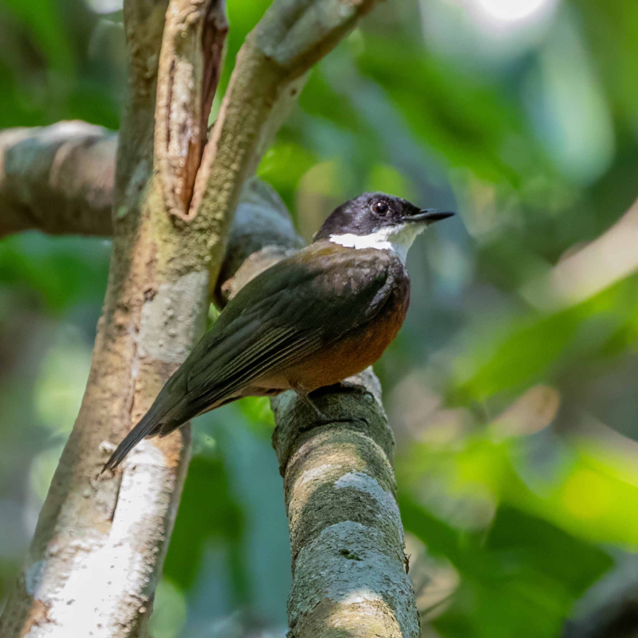 Flame-crested Manakin (Heterocercus linteatus), photo 3