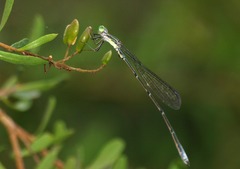 Rhadinosticta simplex