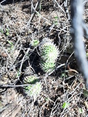 Mammillaria compressa compressa