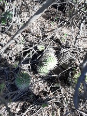 Mammillaria compressa compressa