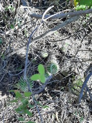 Mammillaria compressa compressa