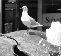 Chroicocephalus novaehollandiae