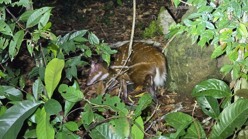 Water Chevrotain