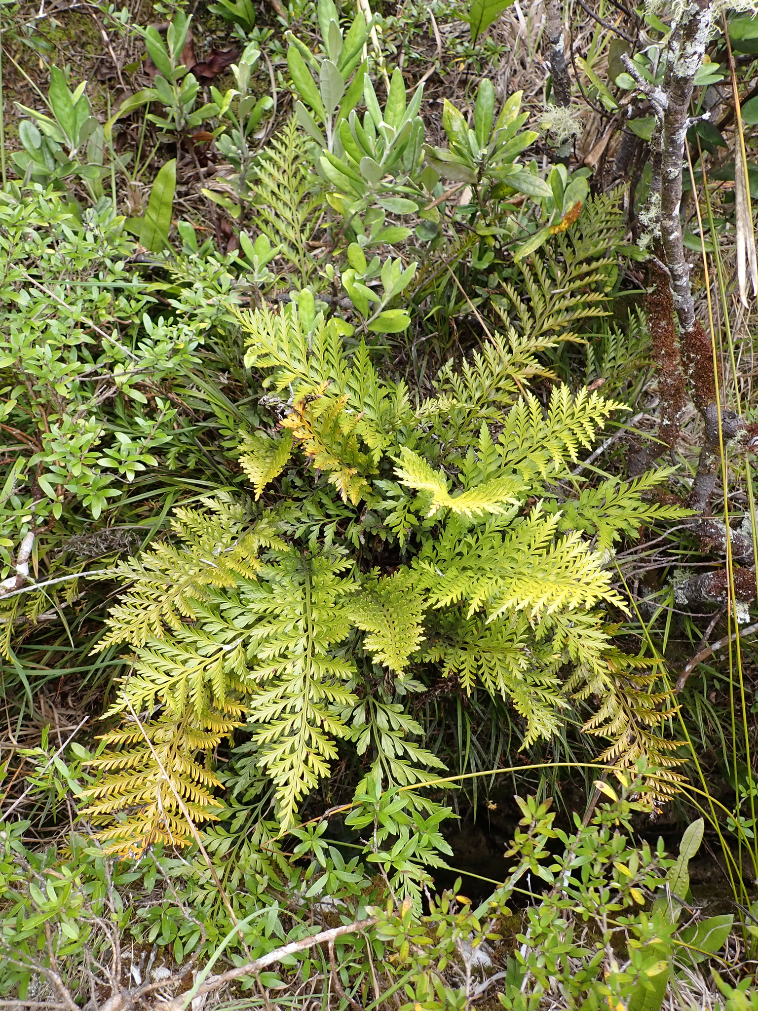 Asplenium chathamense