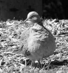 Streptopelia chinensis