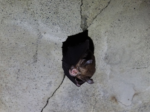 Formosan Lesser Horseshoe Bat