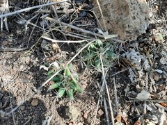 Mammillaria longimamma