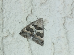 Grammodes boisdeffrii