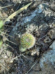 Mammillaria compressa compressa