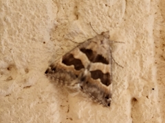 Grammodes boisdeffrii
