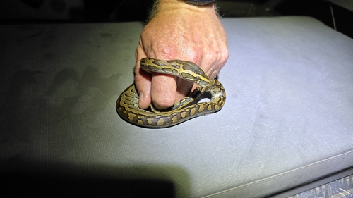 African Rock Python