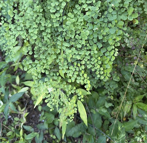 Adiantum tricholepis