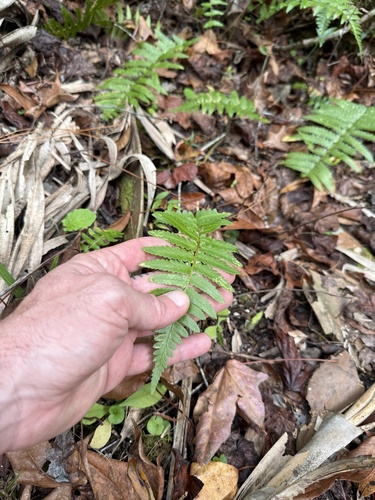 Dryopteris ludoviciana, 2026-01-24