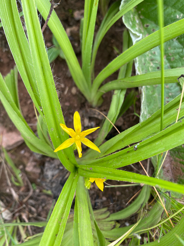 Narrow Stargrass (Hypoxis angustifolia)