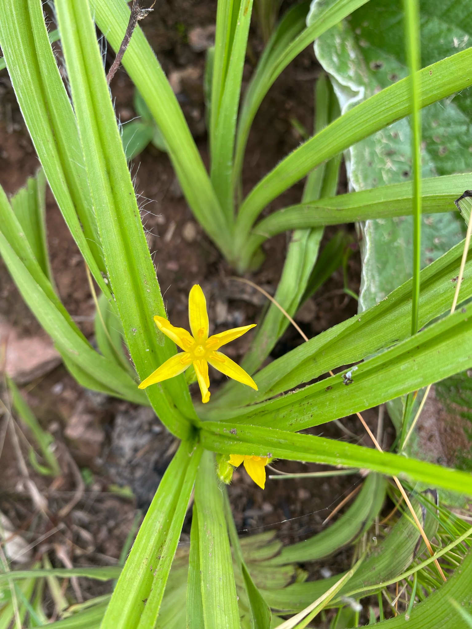 Narrow Stargrass (Hypoxis angustifolia)