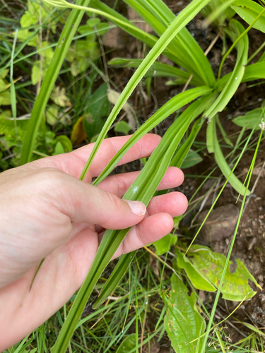 Hypoxis angustifolia, photograph 6