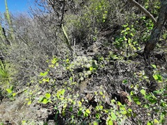 Mammillaria compressa compressa