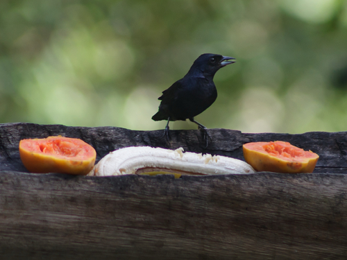 Ruby-crowned Tanager (Tachyphonus coronatus), photo 4