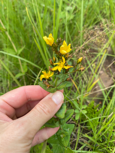 Hypericum aethiopicum, photograph 3
