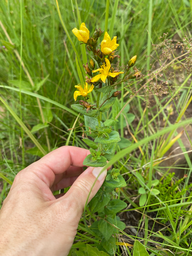 Hypericum aethiopicum, photograph 2