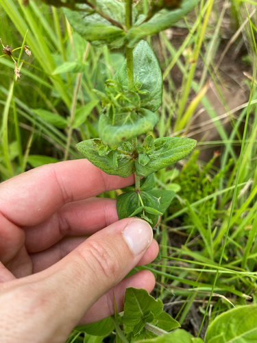 Hypericum aethiopicum, photograph 4