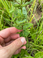 Hypericum aethiopicum, photograph (c) Sunčana Bradley, some rights reserved (CC BY)