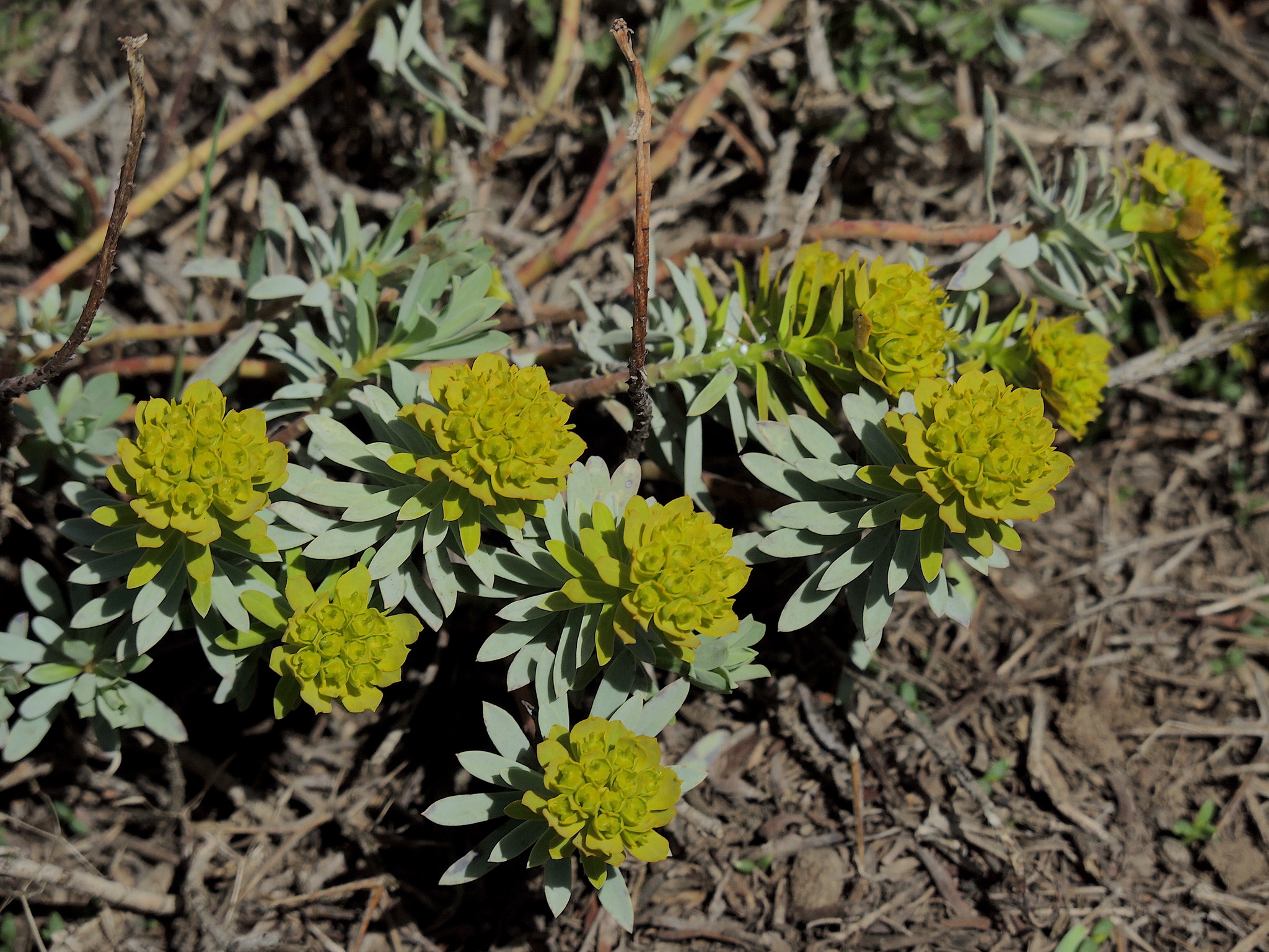 Euphorbia aucheri