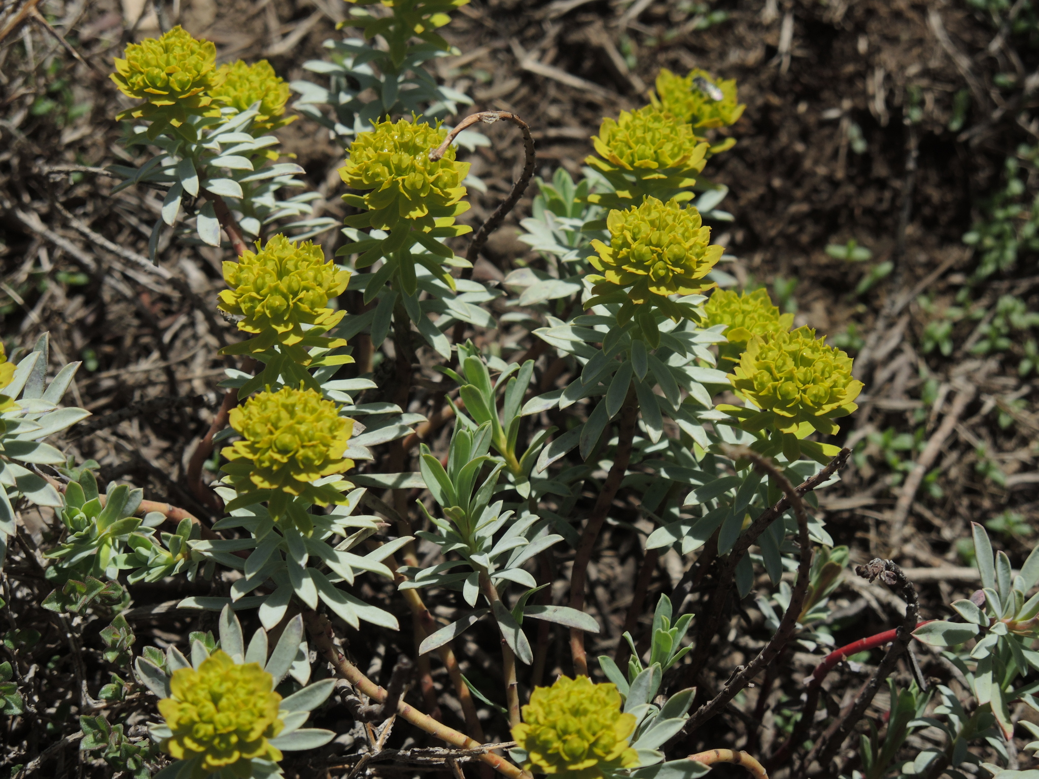 Euphorbia aucheri 2