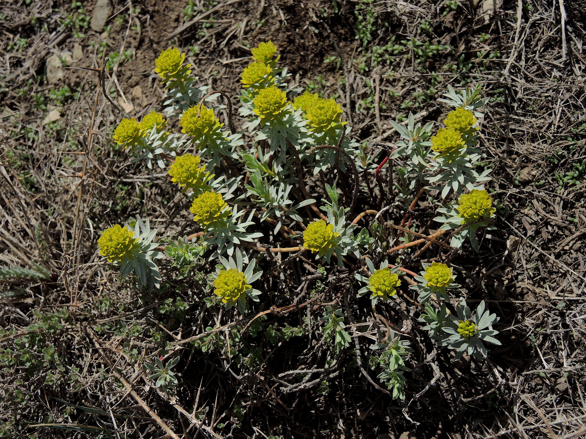Euphorbia aucheri 3