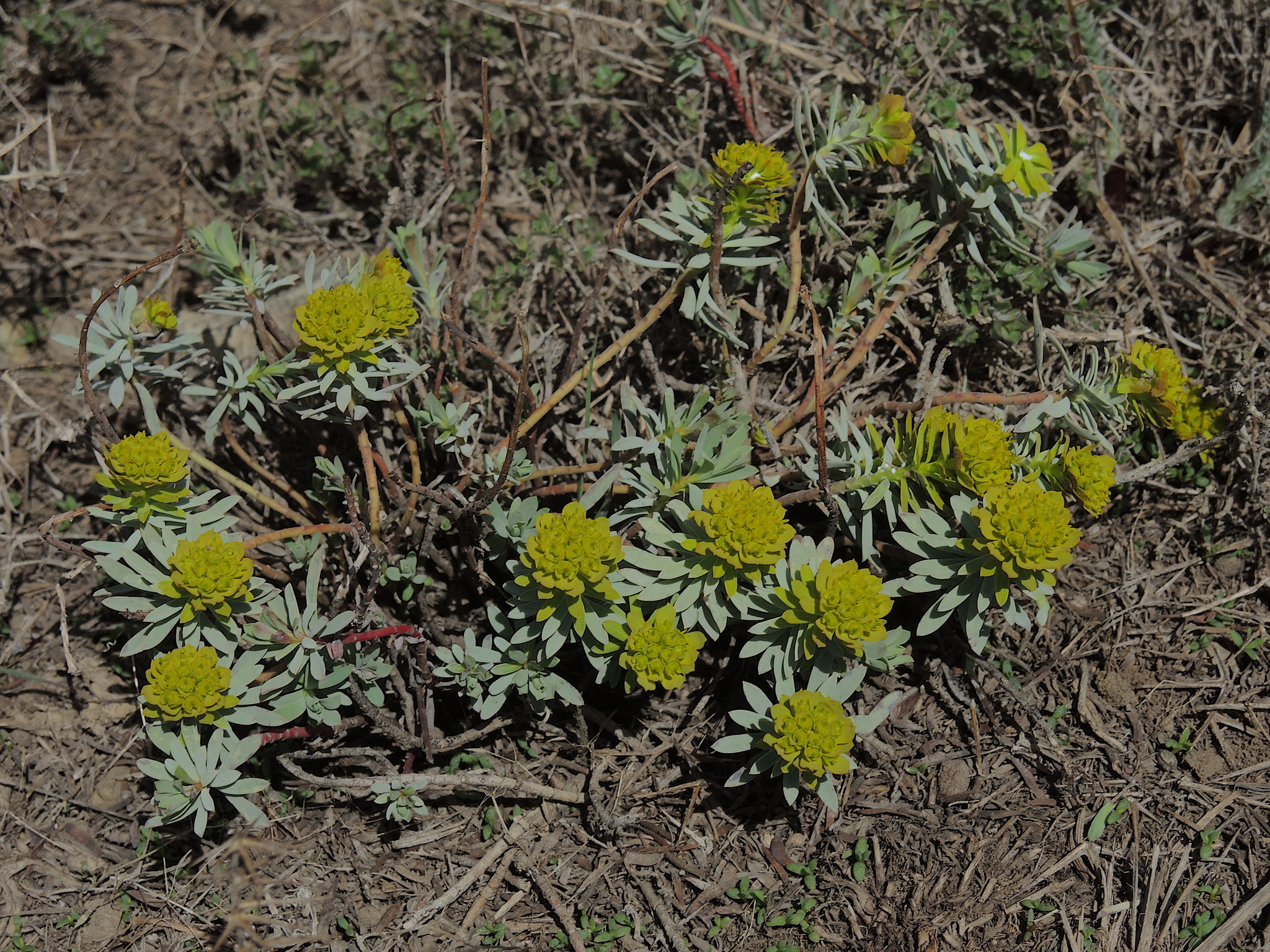 Euphorbia aucheri 4